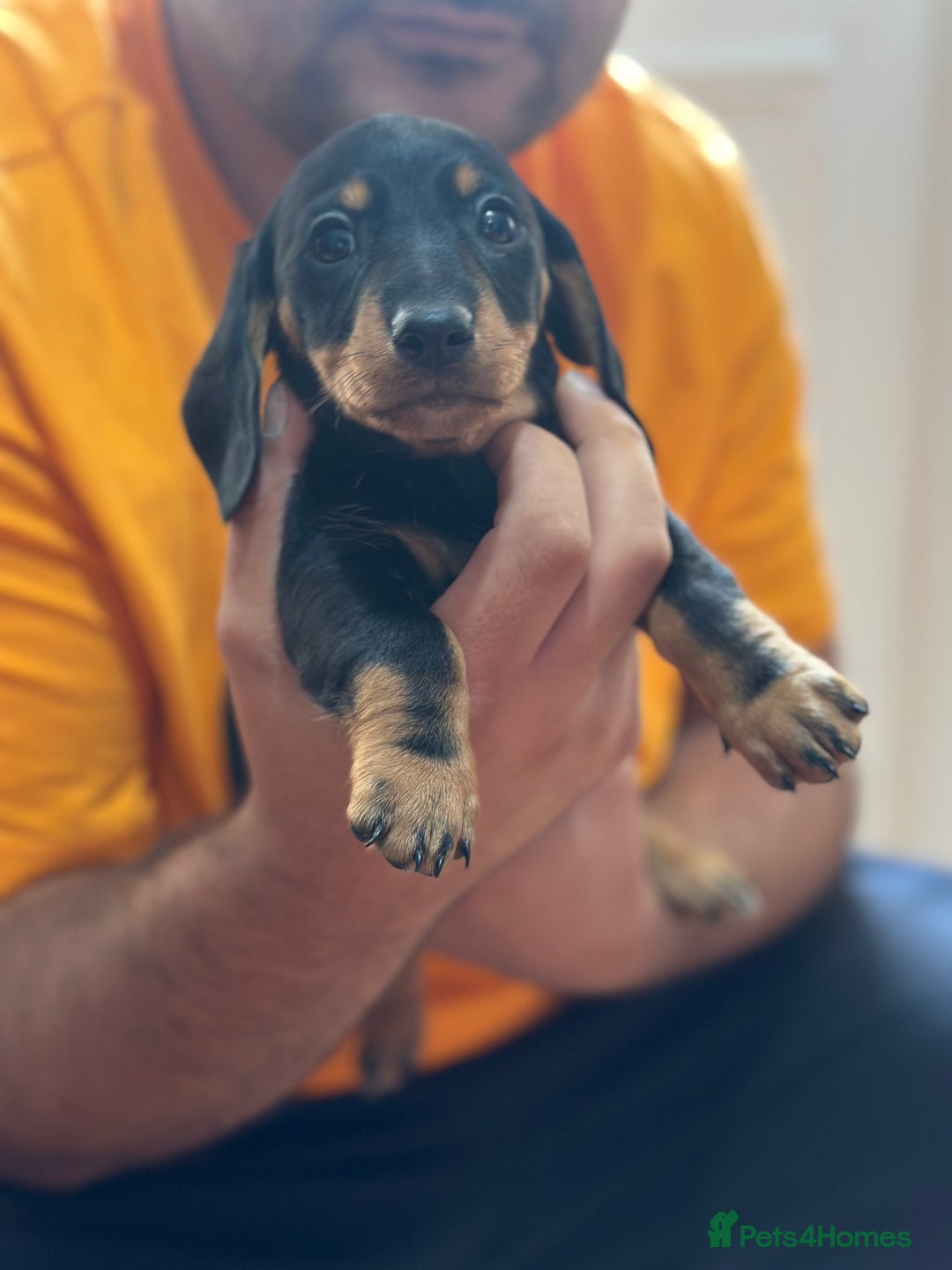Dachshund dogs for sale: Our dwarf sausages are looking for a family🙃 - Image 22