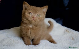 Brazilian Shorthair cats for sale: Beautiful bsh kittens, looking for new homes.  - Image 3