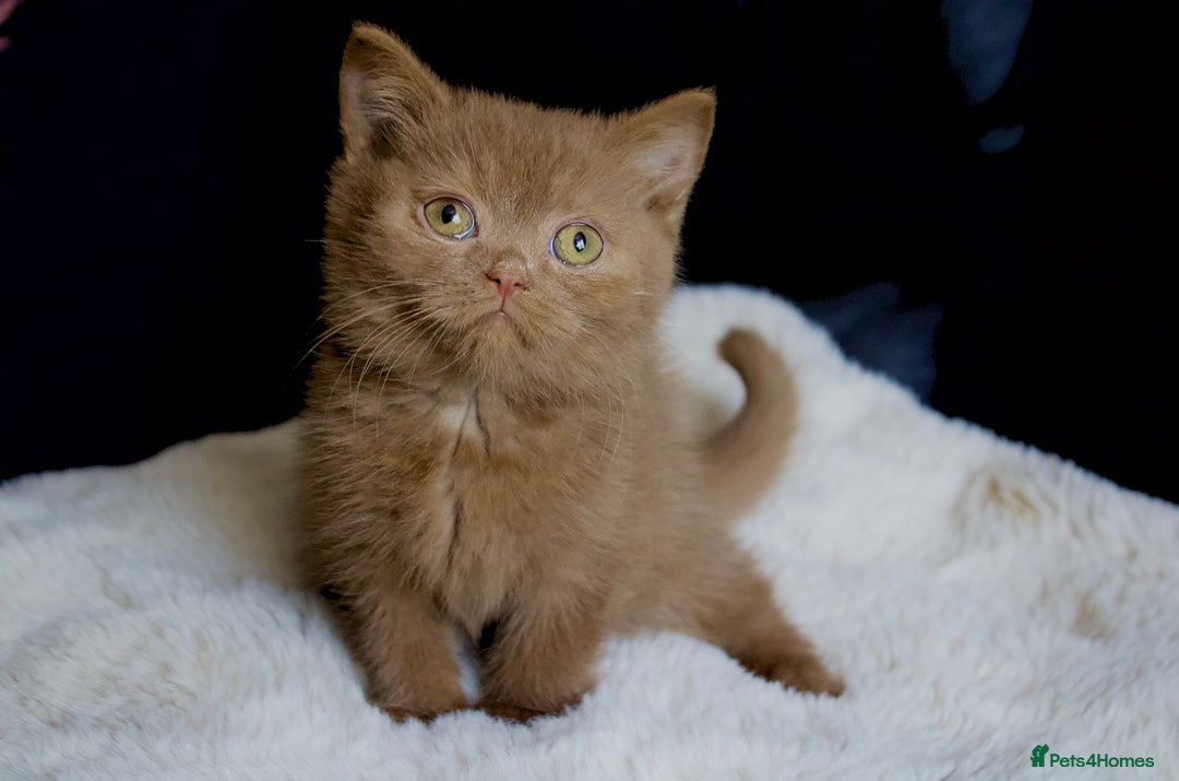 Brazilian Shorthair cats for sale: Beautiful bsh kittens, looking for new homes.  - Image 3