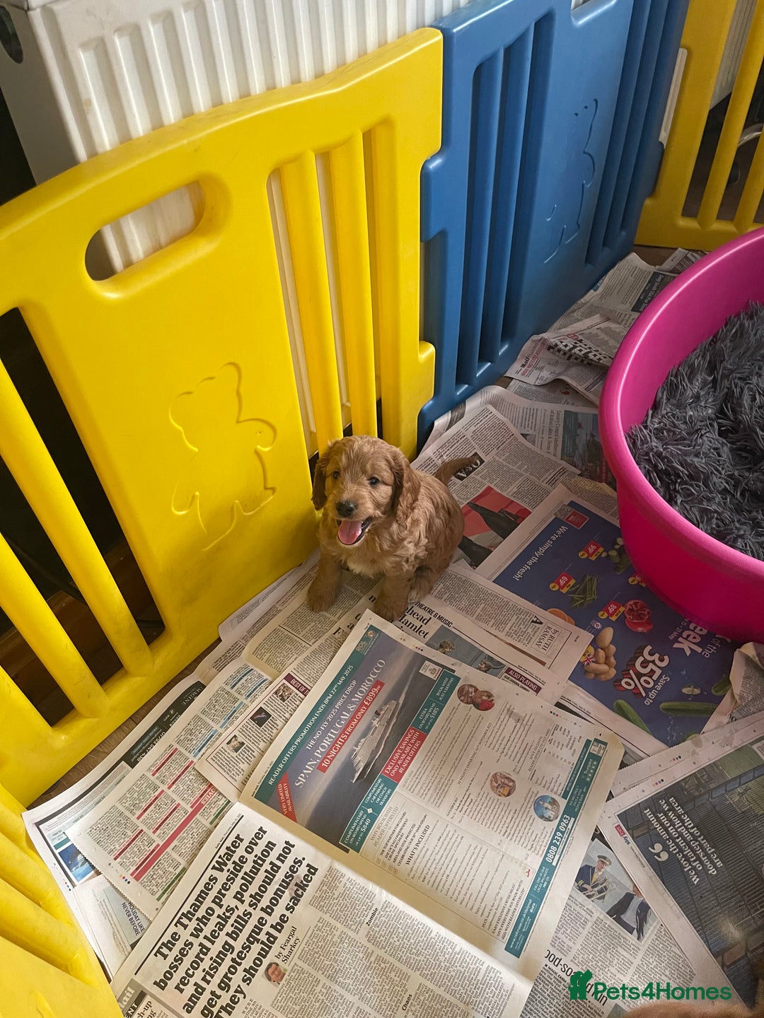 Cockapoo dogs for sale: f1 toy cockerpoo fox red dna tested  - Image 39