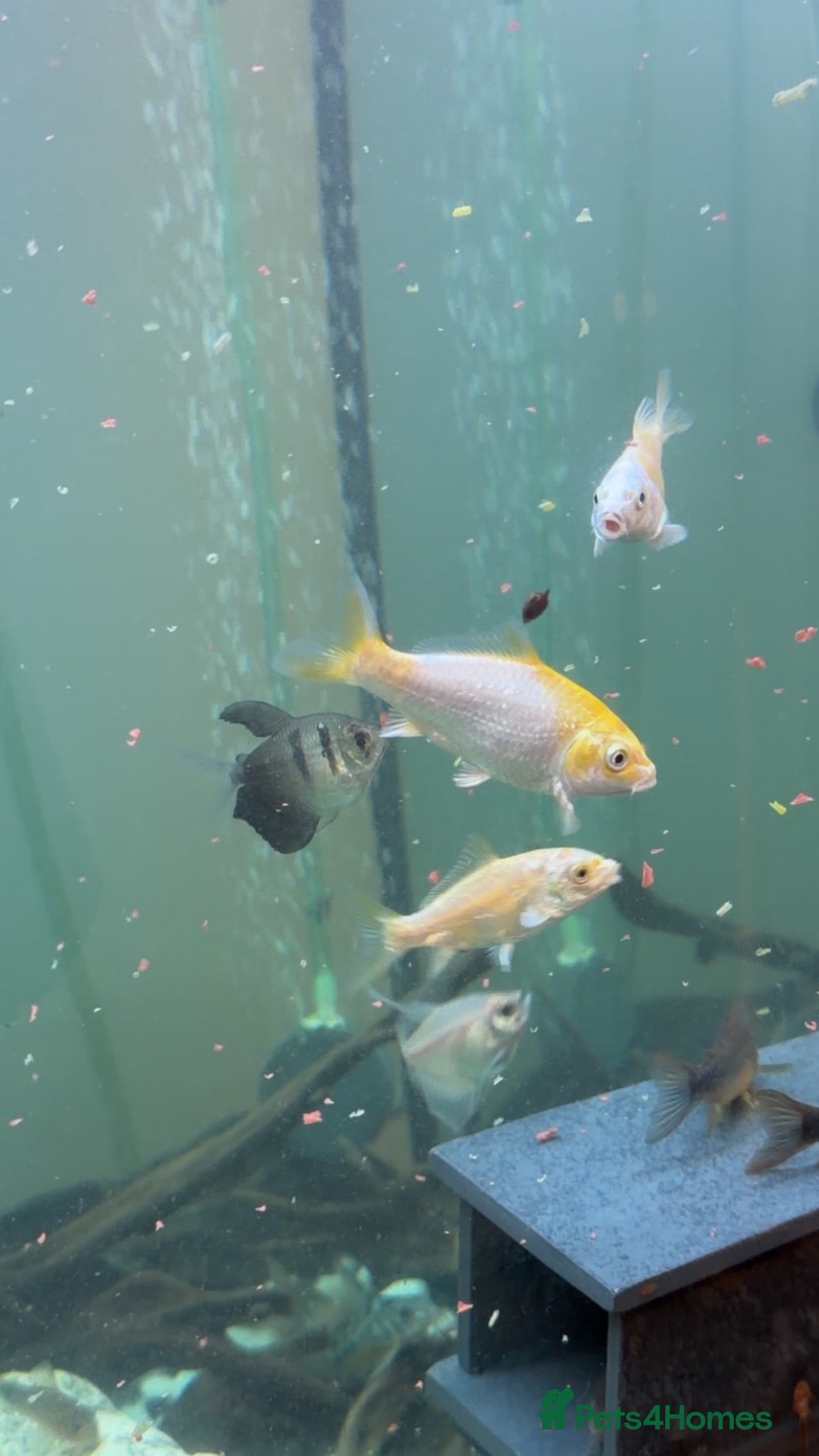 Plecos fish Different fish for sale  - Advert 19