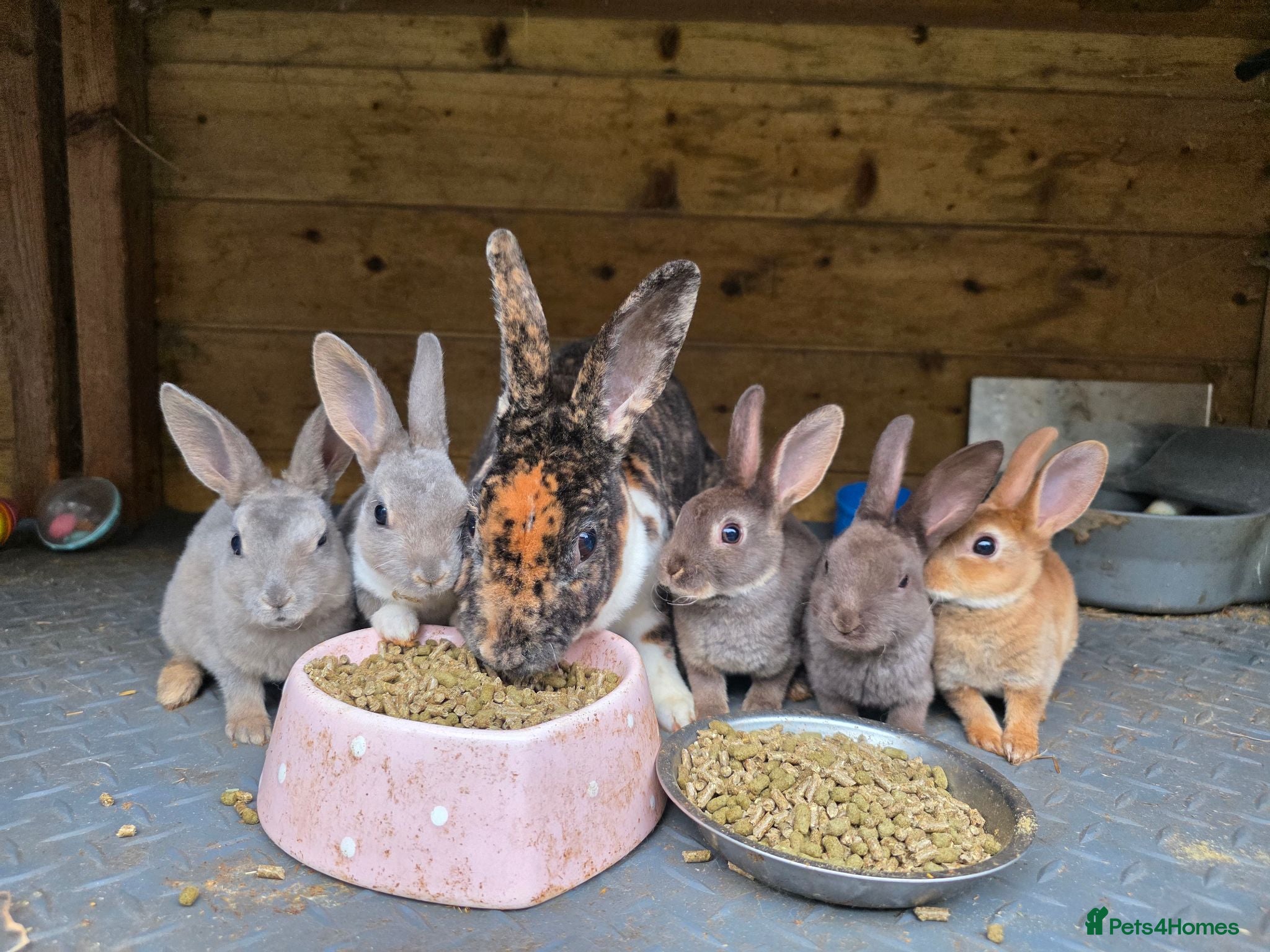 Rex rabbits Mini Rex and DwarfxRex - Advert 1