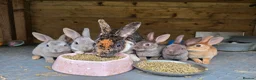Rex rabbits for sale: Mini Rex and DwarfxRex - Advert 1