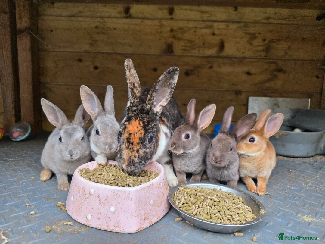 Rex rabbits for sale: Mini Rex and DwarfxRex - Advert 1