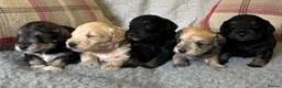 Schnoodle dogs for sale: Stunning F1 Schnoodle puppies KC reg parents!!  in Whitchurch - Advert 10