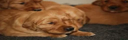 Golden Retriever dogs for sale: KC Registered Working Golden Retriever Puppies - Advert 28