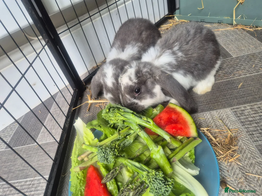 French Lop rabbits for sale: 2 female french lops - Advert 2