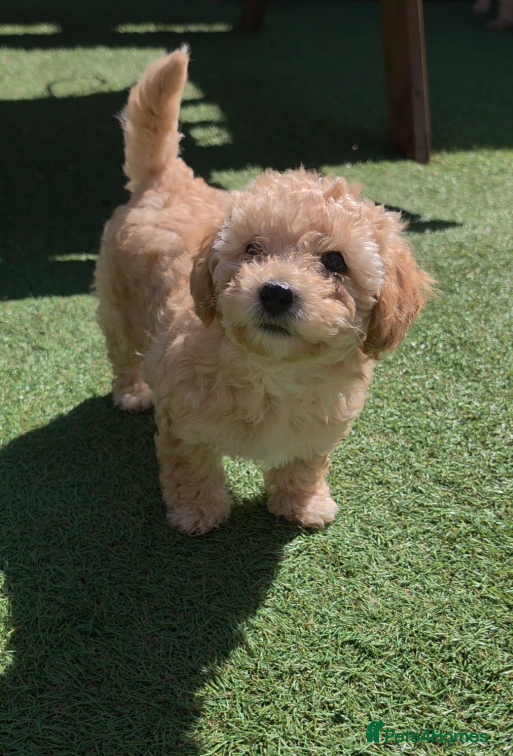 Maltipoo dogs 🐶Ready Thursday🐶1 beautiful maltipoo girl left🐶 - Advert 4