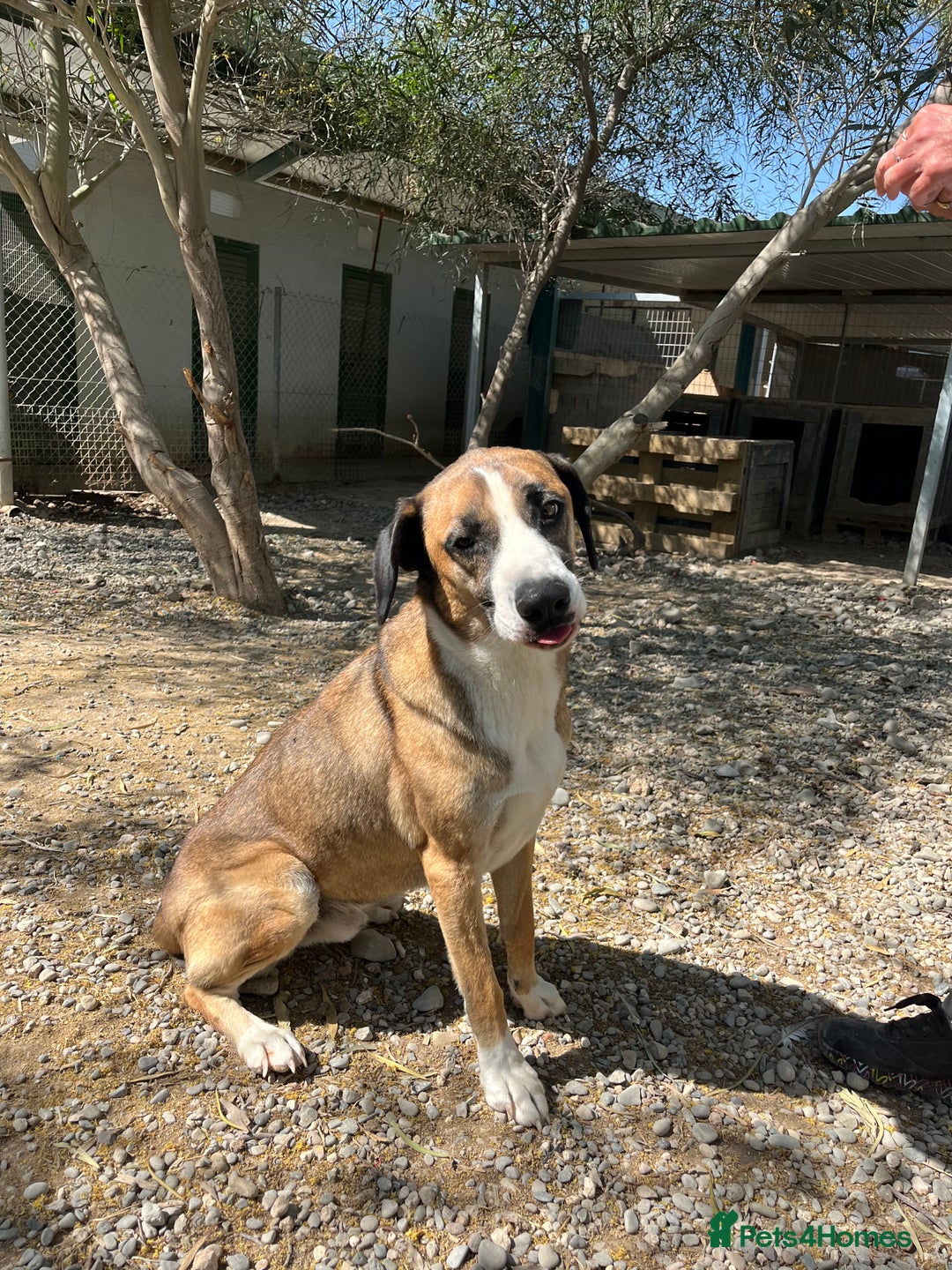 Mixed Breed dogs for adoption: Umber is searching for his family  - Advert 7