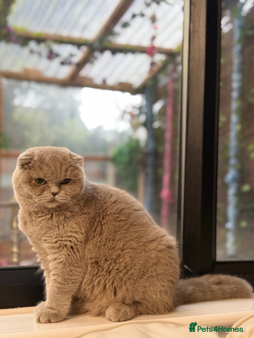 British Shorthair cats for sale: FEMALE BRITISH SHORT HAIR WITH SMALL EARS - Advert 2