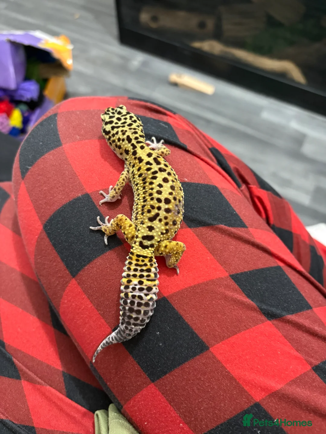 Leopard Gecko reptiles for sale: Leopard gecko  - Advert 1