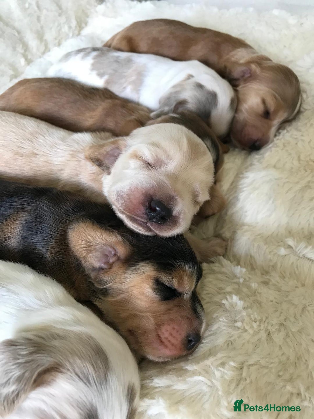 Cocker Spaniel dogs for sale: Show Type Health Tested, KC Reg puppies  - Image 22