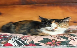 Domestic Shorthair cats for sale: Two 1 year old female cats  - Image 4