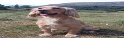Cocker Spaniel dogs for sale: Gorgeous Working Cocker Spaniels in Northallerton - Advert 17