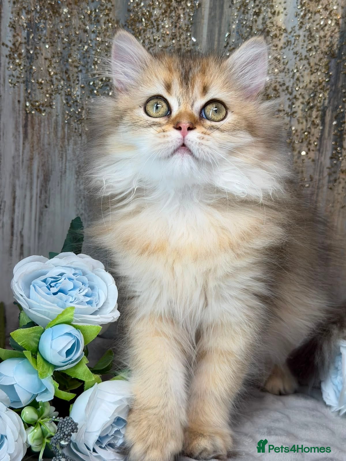British Longhair cats British Longhair stunning TICA kittens - Advert 7