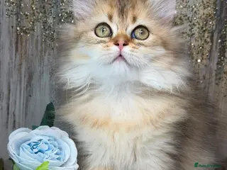British Longhair cats British Longhair stunning TICA kittens - Advert 7