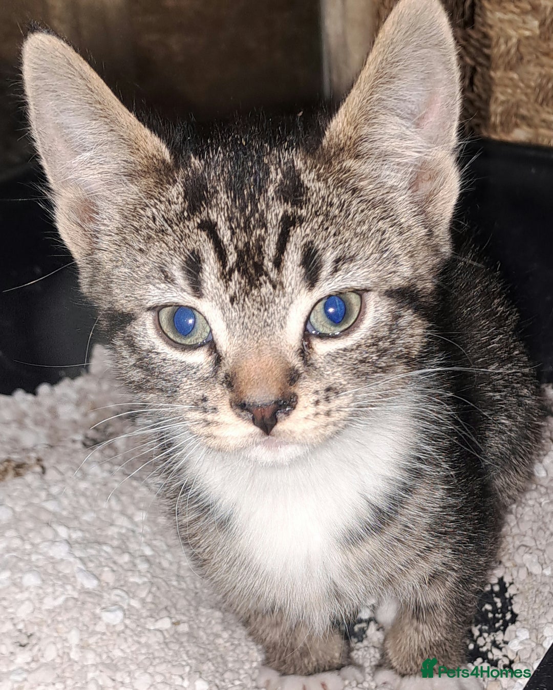 Mixed Breed cats for sale: Beautiful bundles of fun  - Advert 11