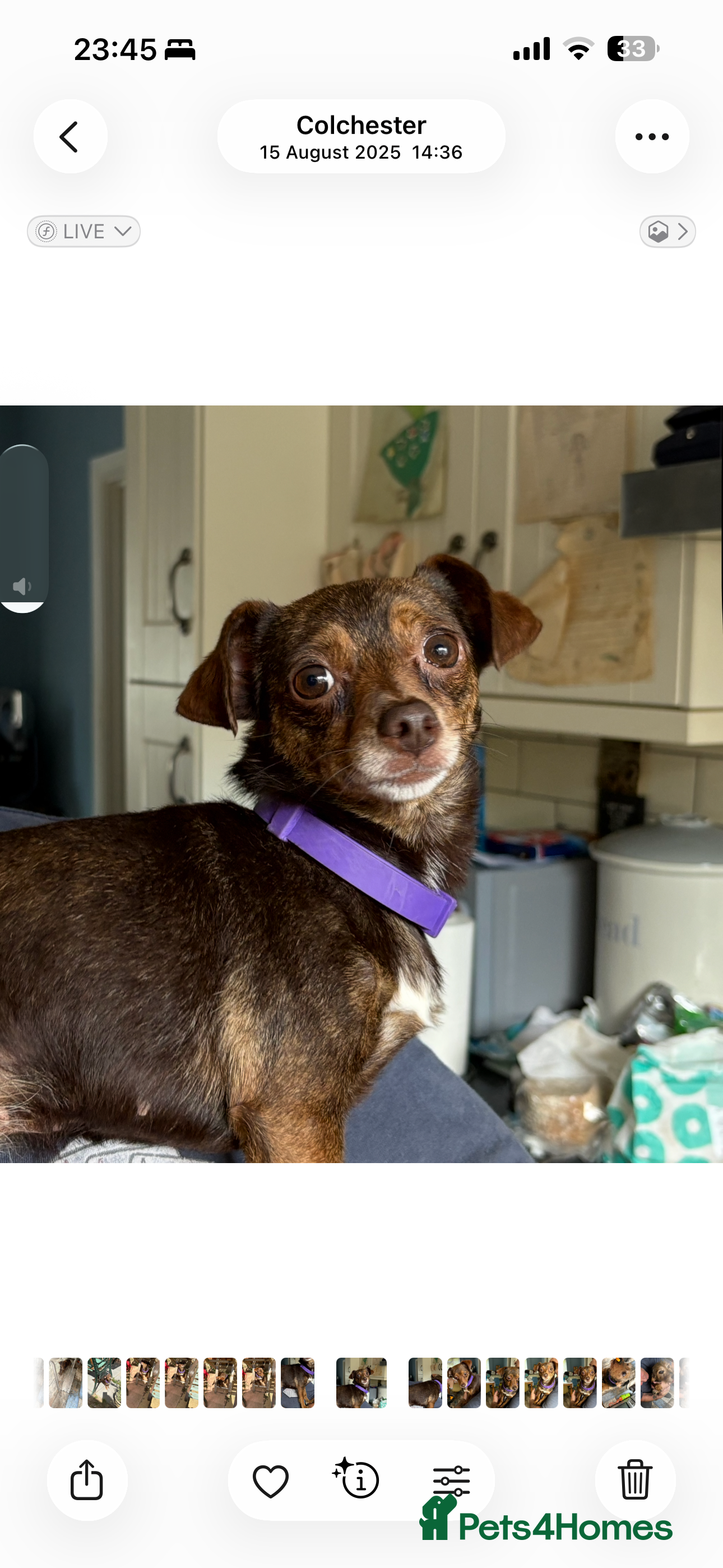 Chiweenie dogs Tatyo in Colchester - Advert 2