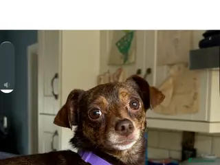 Chiweenie dogs Tatyo in Colchester - Advert 2