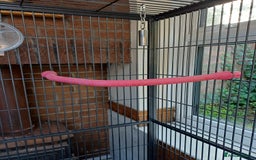 Macaws birds for sale: Blue & Gold Macaw For Sale - Image 34