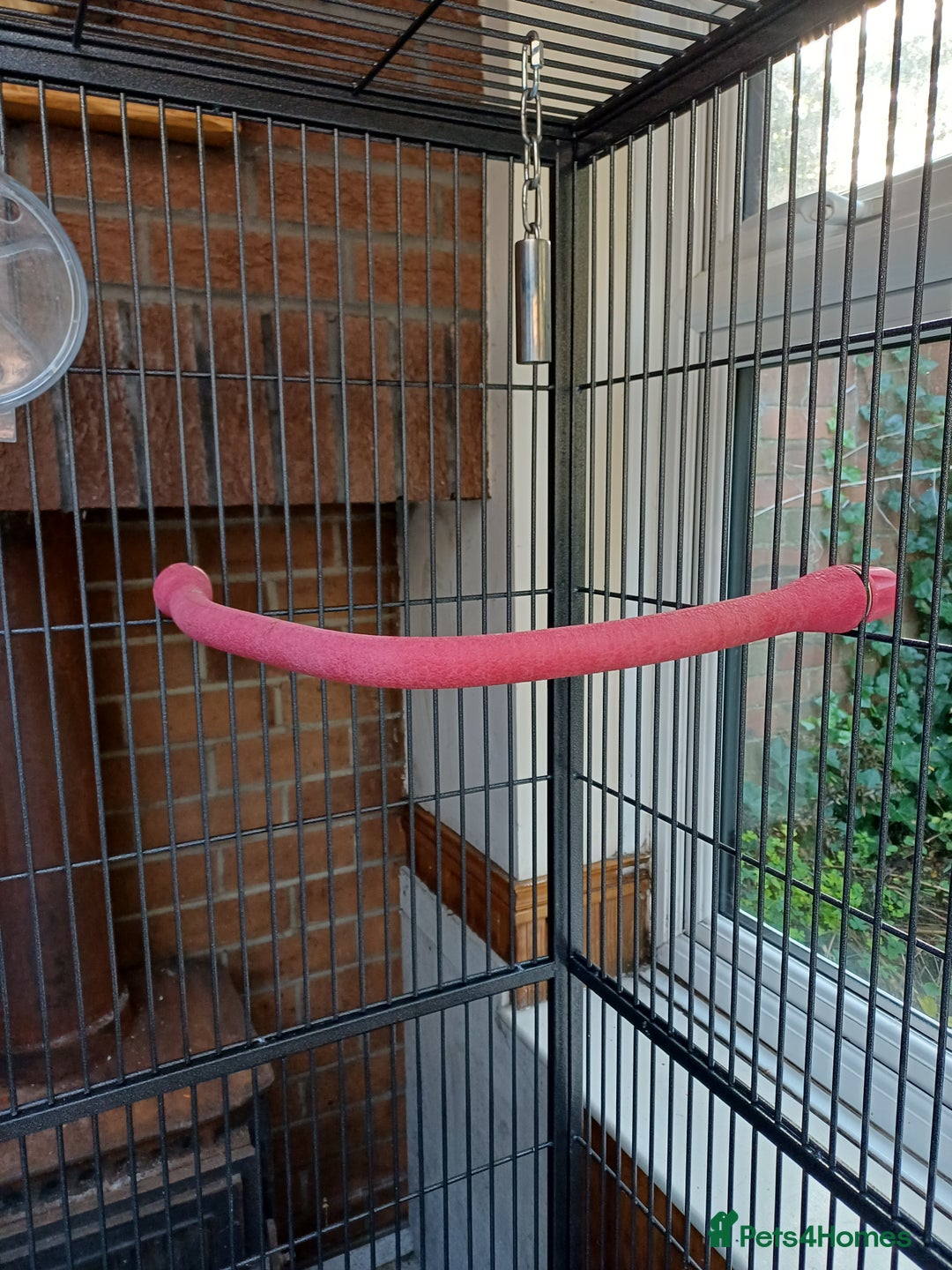 Macaws birds for sale: Blue & Gold Macaw For Sale - Image 34