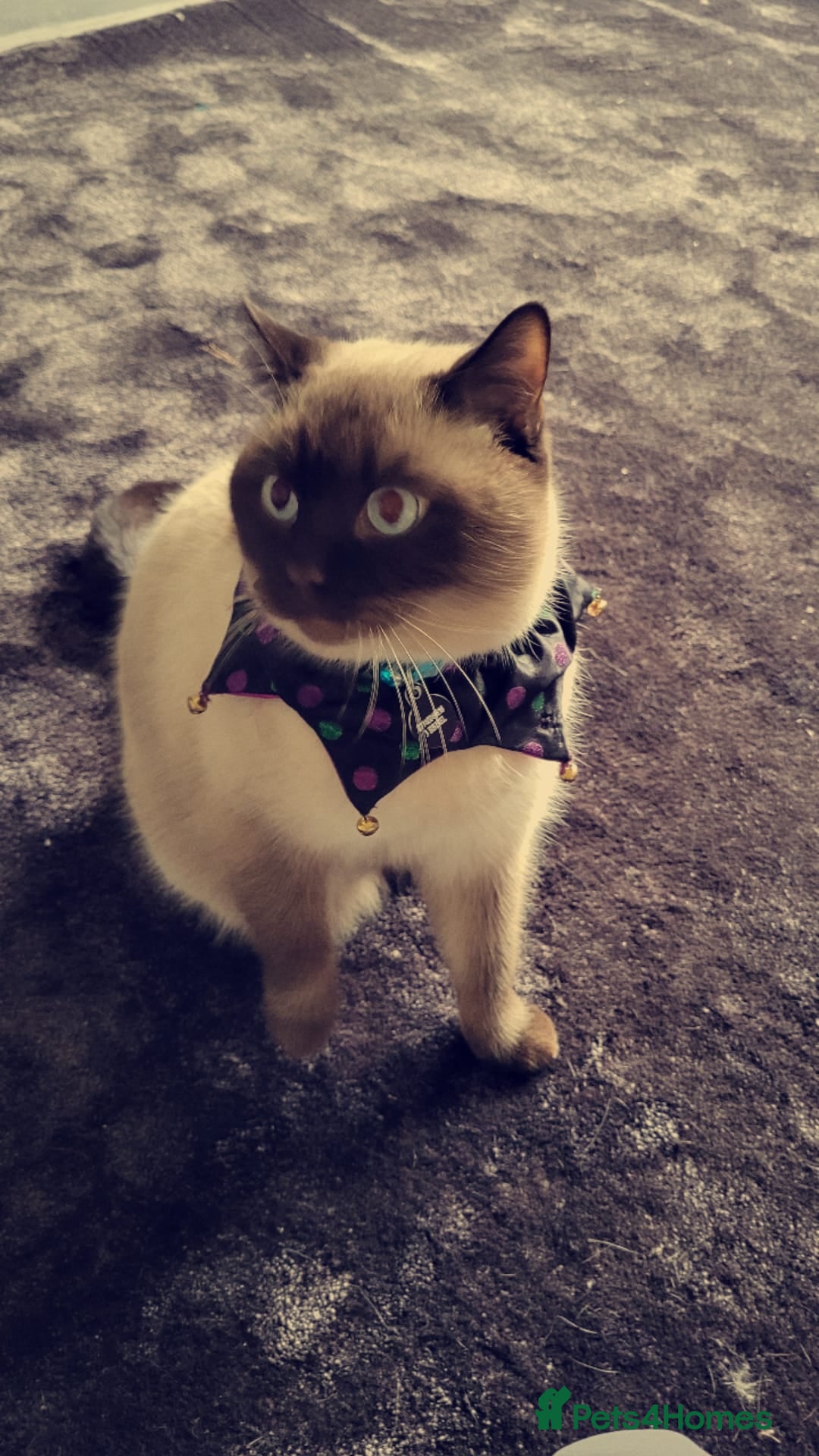 British Shorthair cats for sale: British short hair colour point - Image 1