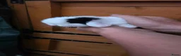 Mini Lop rabbits for sale: Stunning Mini lop babies  - Advert 3