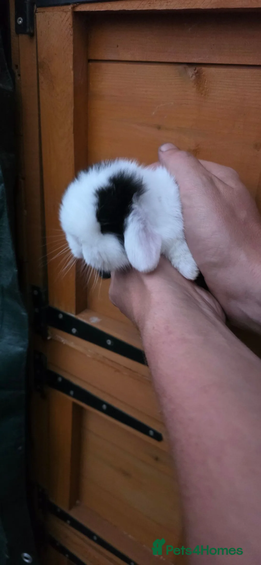 Mini Lop rabbits for sale: Stunning Mini lop babies  - Advert 3