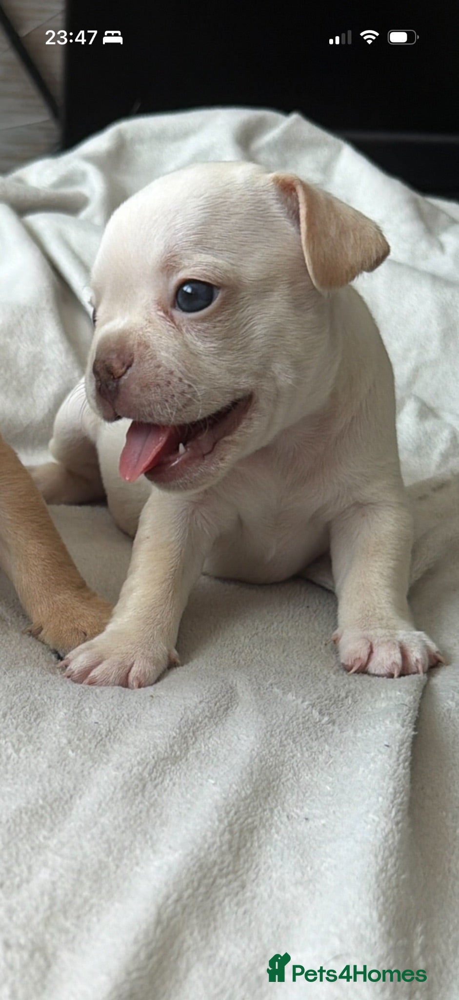 French Bulldog dogs Gorgeous KC Reg Frenchie pups | Fluffy & Pink TBC - Advert 21