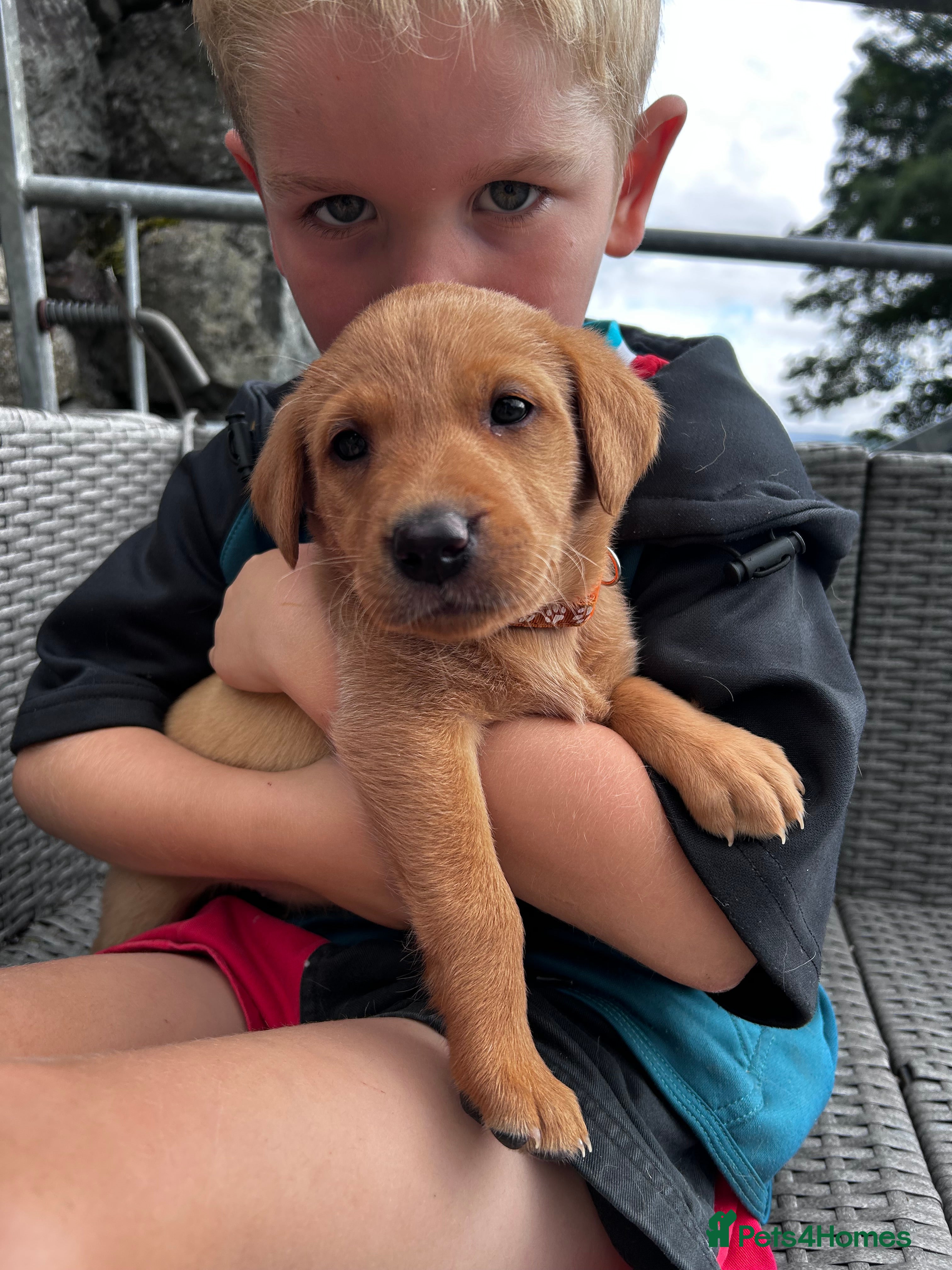 Labrador Retriever dogs 6 male Fox Red Labrador Puppies  - Advert 2