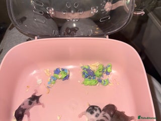 Hamster rodents for sale - Advert 1