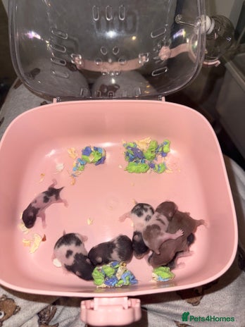 Hamster rodents - Advert 2