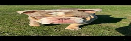 English Bulldog dogs for stud: Bull dog for stud  - Advert 4