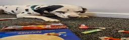 Dalmatian dogs for sale: Dalmation and mix bread  - Advert 7