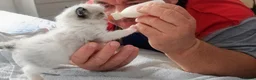 Ragdoll cats for sale: Boy Ragdoll Bicolor  - Advert 16