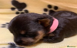 Jack Russell dogs for sale: Jack Russell Puppies  - Image 7