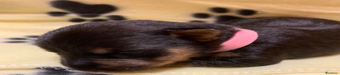 Jack Russell Puppy 5
