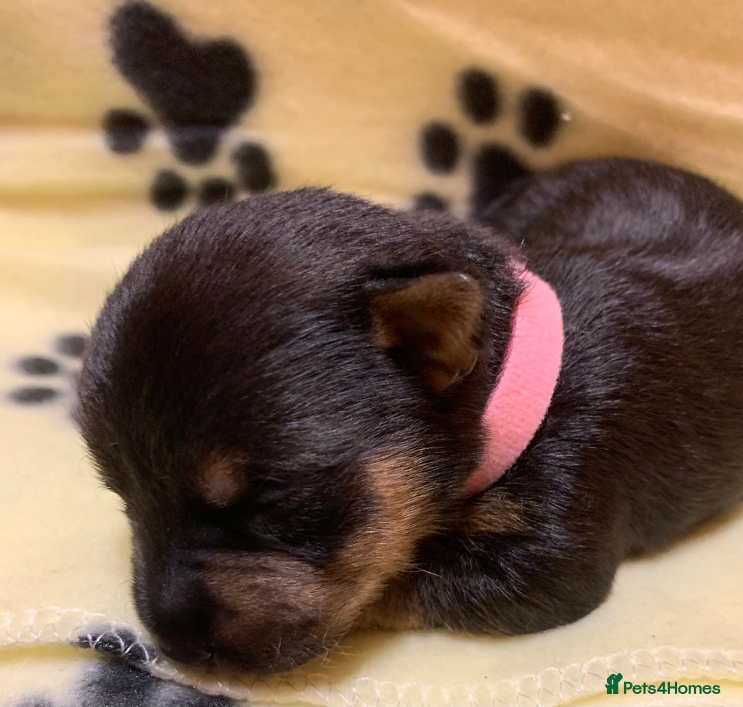Jack Russell dogs for sale: Jack Russell Puppies  - Image 7