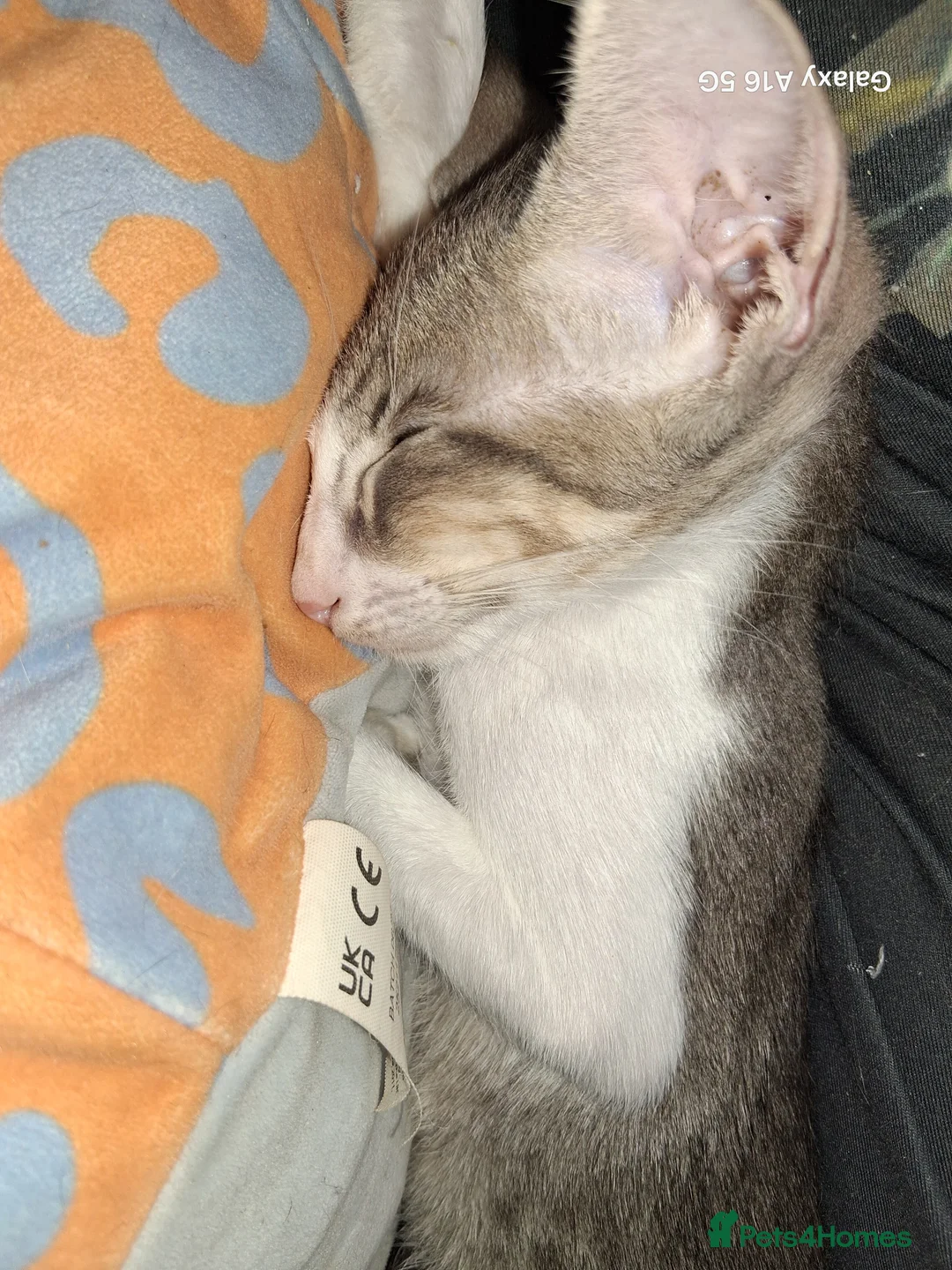 Oriental cats for sale: Stunning bicolour oriental kittens - Advert 6