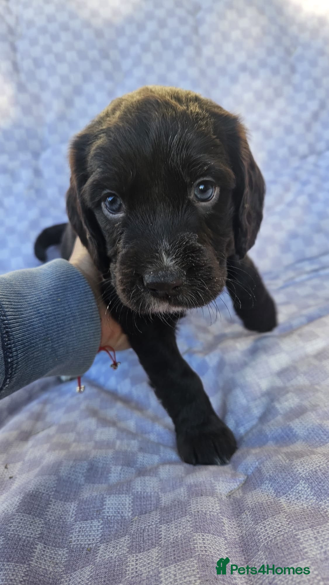 Sprocker dogs 4x perfect little pup - Advert 5