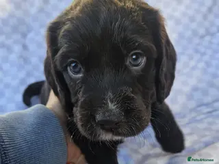 Sprocker dogs 4x perfect little pup - Advert 5