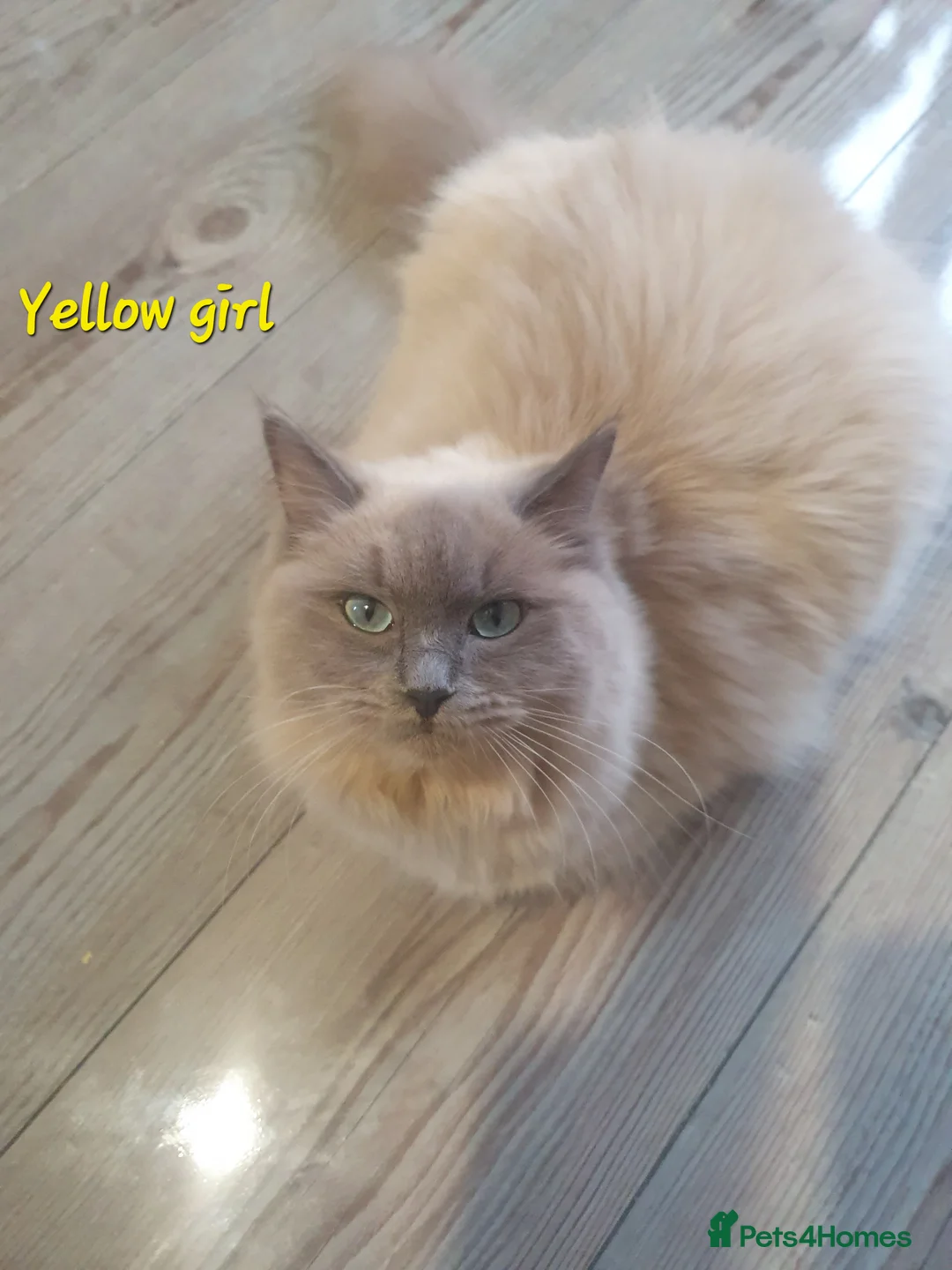 Ragdoll cats for sale: Sweet&Playful ragdolls - Advert 38