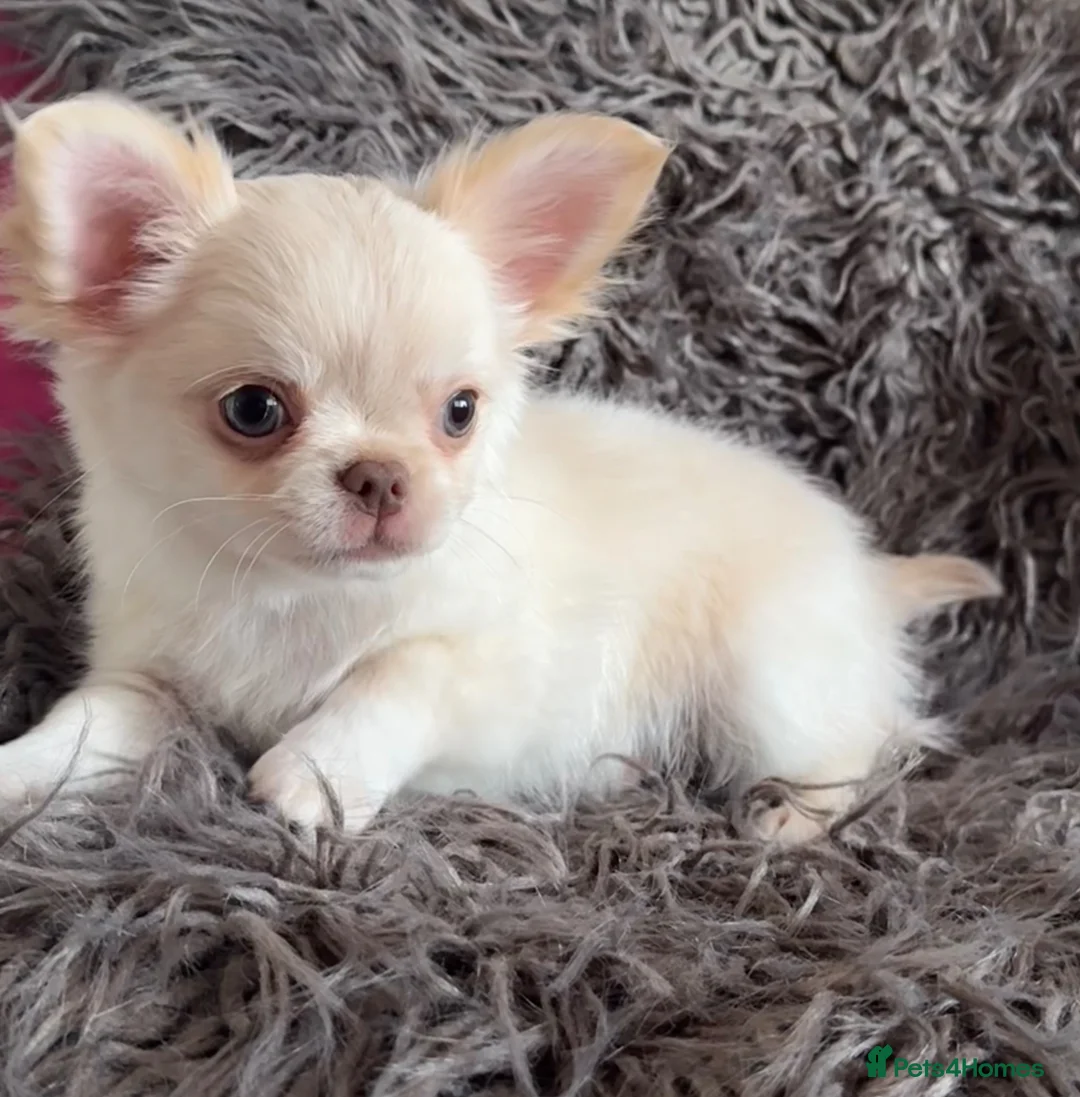 Chihuahua dogs for sale: READY TO GO, tiny cream longcoat chihuahua boy - Advert 2