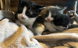 Mixed Breed cats for sale: Beautiful kittens - Image 4