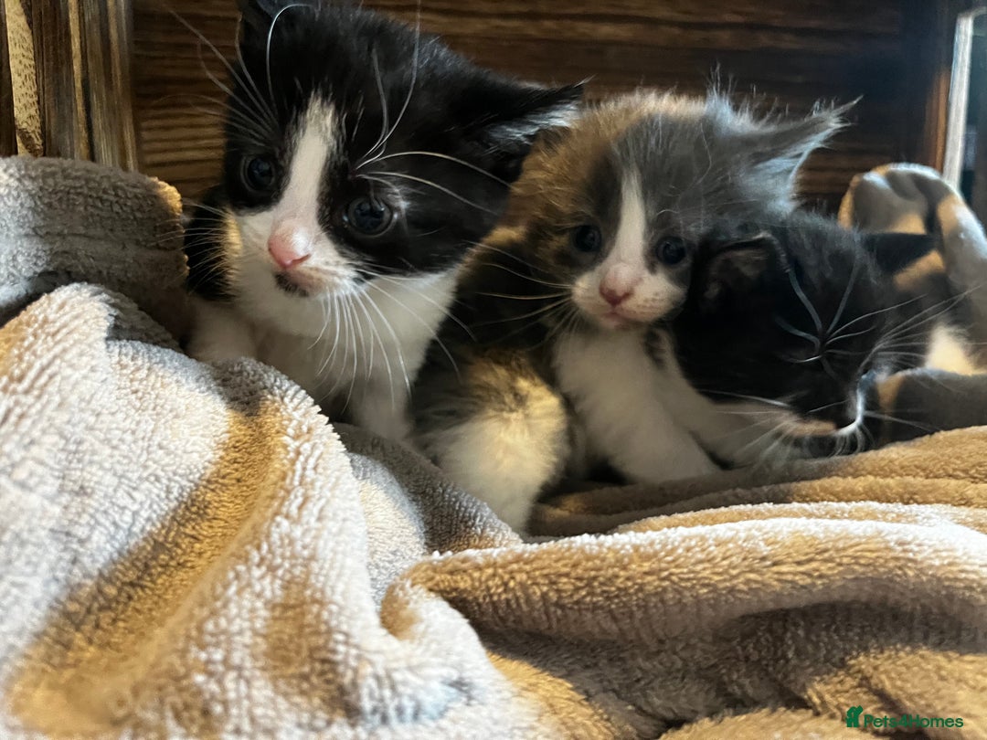 Mixed Breed cats for sale: Beautiful kittens - Image 4