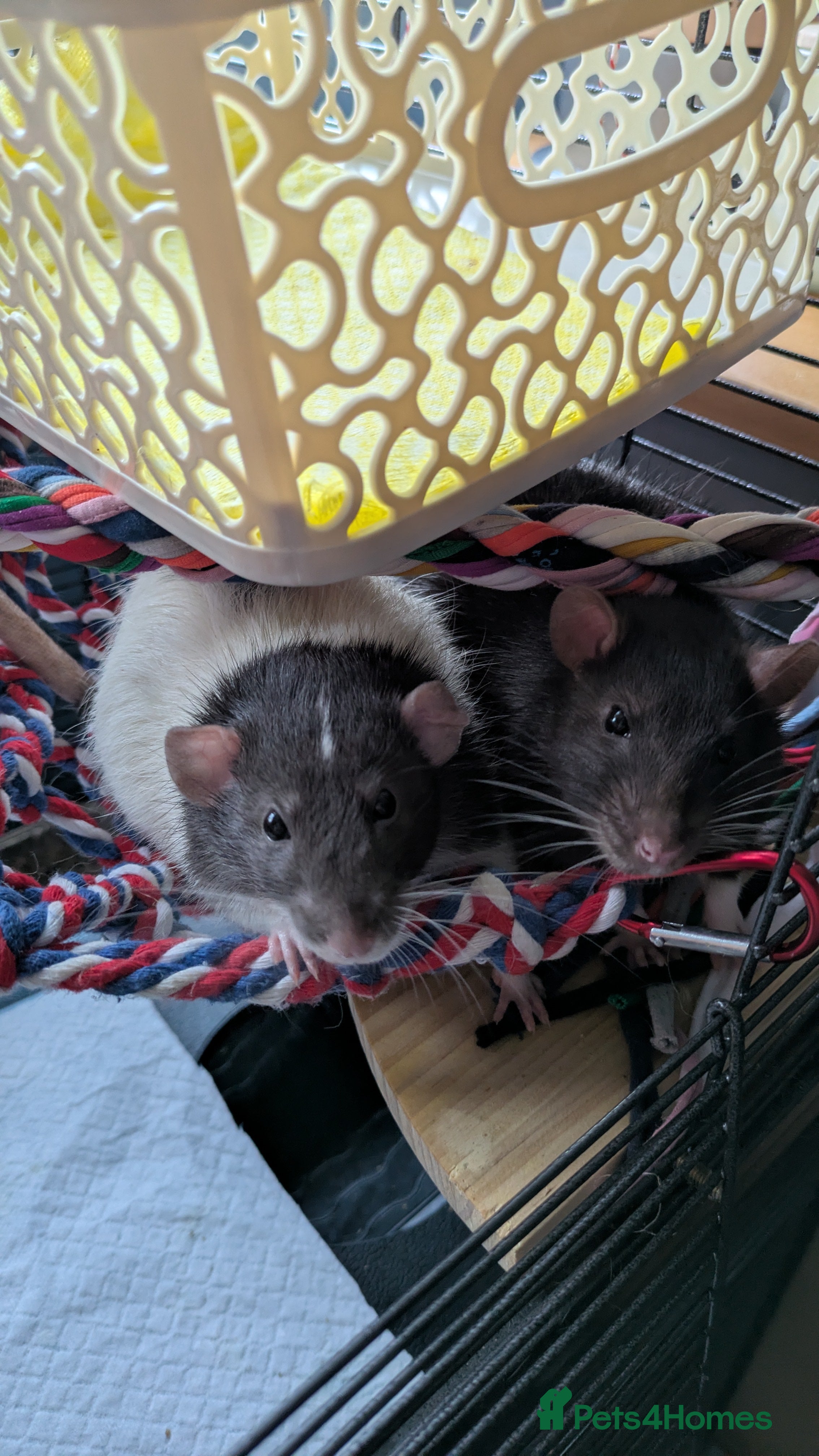 Rat rodents 2 Male rats arround 8 month - Advert 18