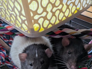 Rat rodents 2 Male rats arround 8 month - Advert 5