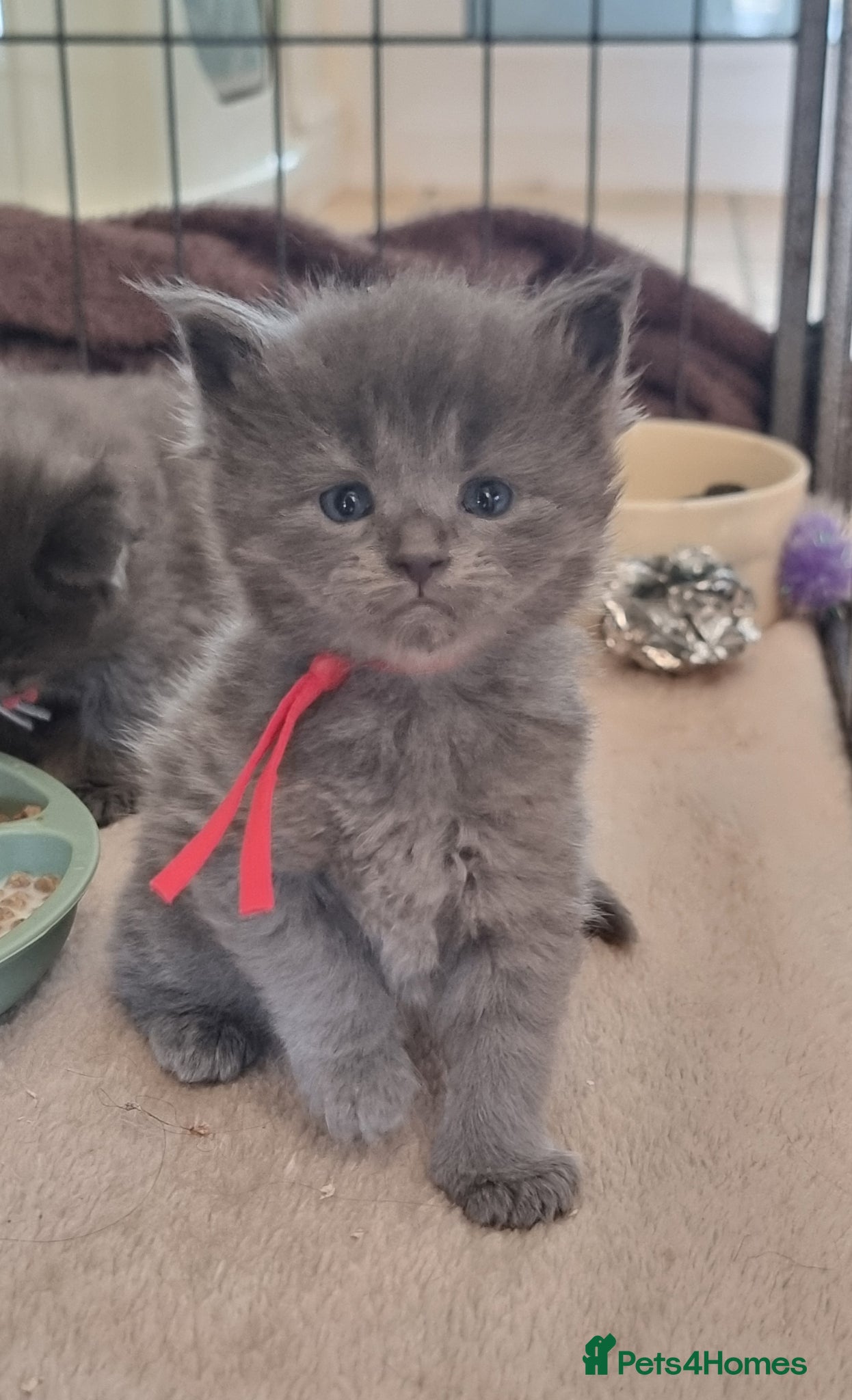 Maine Coon cats Maine Coon X Ragdoll Kittens - Advert 8