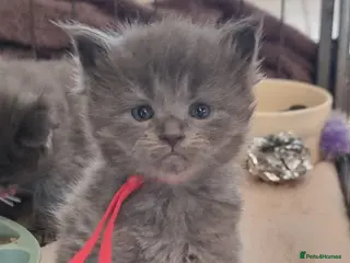 Maine Coon cats Maine Coon X Ragdoll Kittens - Advert 8