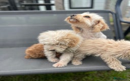 Cavapoo dogs for sale: F1b cavapoo - Image 15